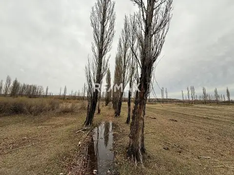 Venta Chacra 10 hectáreas -  China muerta