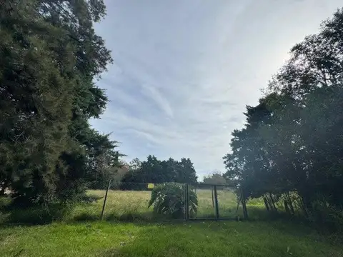 Virgen del Rosario  al 300