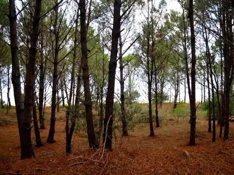 Terreno en Venta de 320000,0 m2