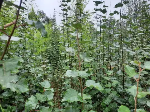 Terreno en Venta 20  mts Frente