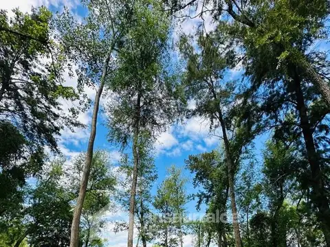 RIO LEBER Y CANAL ARIAS DELTA TIGRE PRIMERA SECCION 100