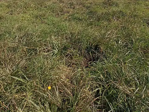 ballester y juan chapar