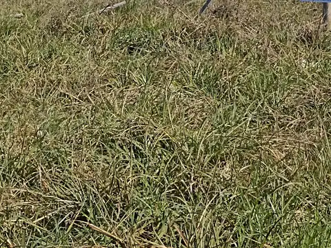 Terreno en Venta en Los Pinos, USD 0