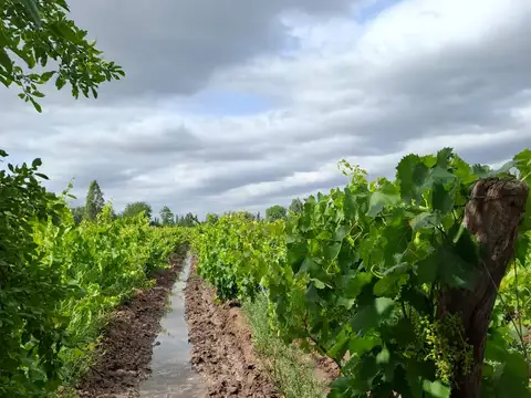 Campo en Venta de 1  ha