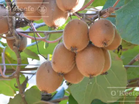 Chacra en venta de 32 has en San Pedro. Producción de Kiwi.