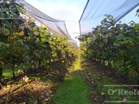 Chacra en venta de 32 has en San Pedro, con produccion de Kiwi