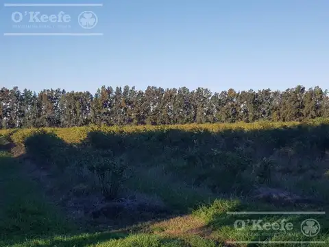 Chacra en venta de 32 has en San Pedro. Producción de Kiwi.