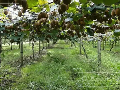 Chacra en venta de 32 has en San Pedro, con produccion de Kiwi