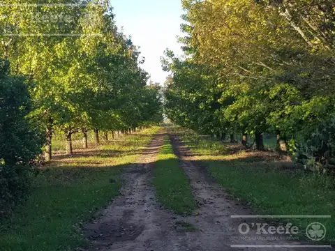 Chacra en venta de 32 has en San Pedro. Producción de Kiwi.