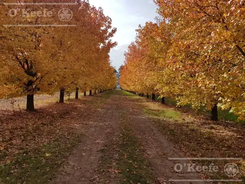 Chacra en venta de 32 has en San Pedro. Producción de Kiwi.