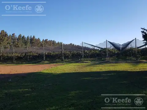 Chacra en venta de 32 has en San Pedro, con produccion de Kiwi