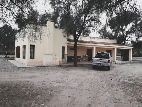 Lencke Vende - Campo en produccion de aceitunas - Capayan