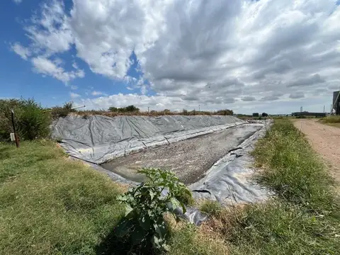 marcos paz granja cerdo