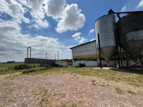 marcos paz granja cerdo