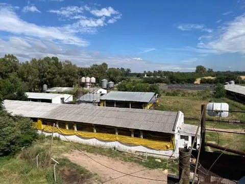 GRANJA DE PORCINA MARCOS PAZ PROV. BS. AS.