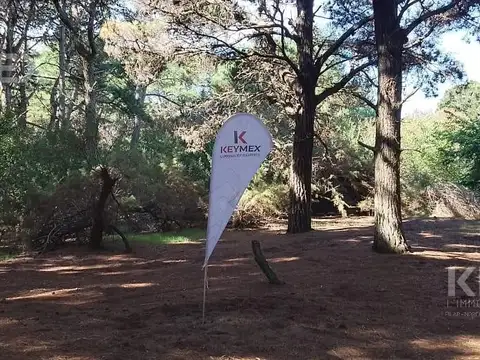 Av.7 e/CAMELIAS Y AMAPOLAS