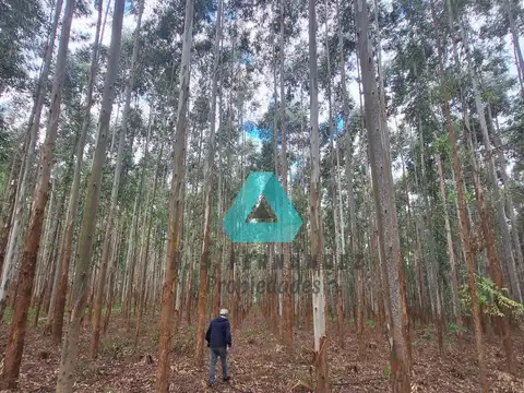 campo con forestación (8 años de edad)