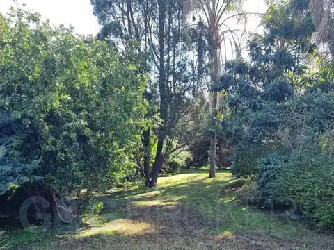 alma fuerte moreno 2300