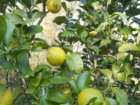 Terreno en Venta de 500,0 m2