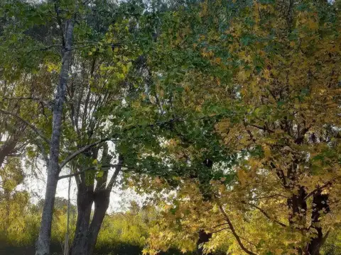 Terreno en Venta 37  mts Fondo