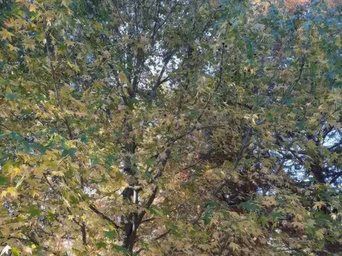 Terreno en Venta 13  mts Frente