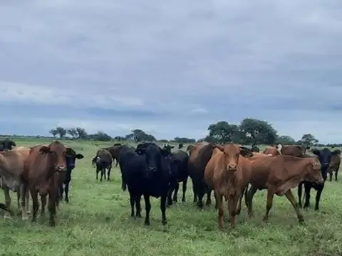 Campo 3.000 hectáreas MIXTO Algodonero  LOGROÑO SANTA FE