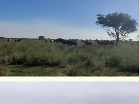 Campo 3.000 hectáreas MIXTO Algodonero  LOGROÑO SANTA FE