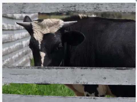 Alquiler de campo ideal multiples actividades cuenta con habilitación. en Gral RODRIGUEZ