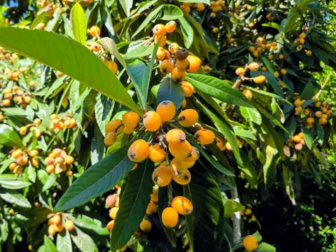 BOMBEROS VOLUNTARIOS Y ESTENSSORO 1500