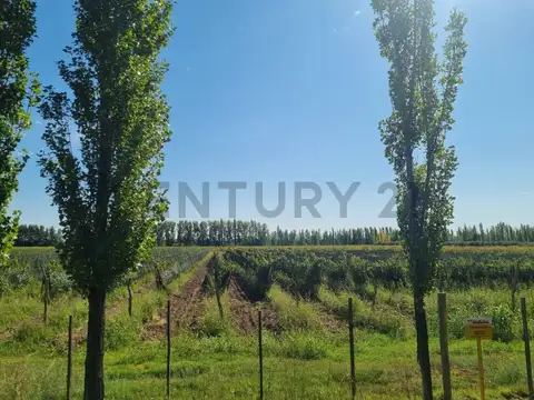 Venta Lote en Rama Caída, San Rafael