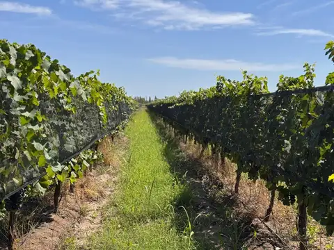 VENTA FINCA EN SAN RAFAEL EN PRODUCCION