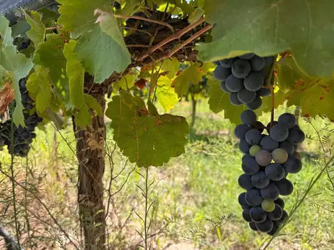 VENTA FINCA EN SAN RAFAEL EN PRODUCCION