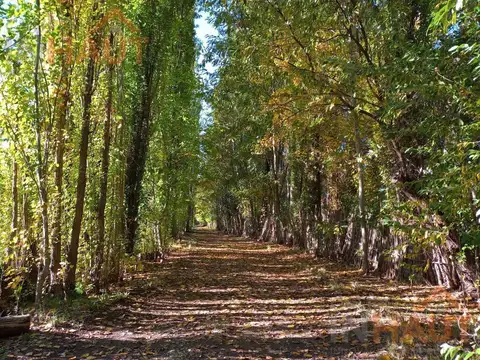 Chacra en Cinco Saltos