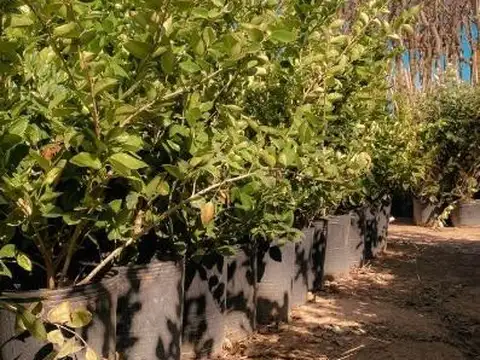 Terreno en Venta de 600,0 m2