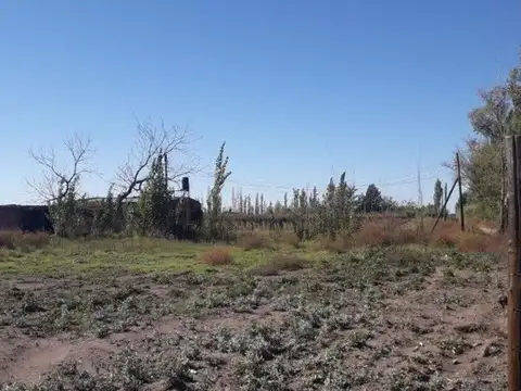 ATENCION IDEAL FEEDLOT, VIÑEDOS, AJOS, PASTURAS, DURAZNOS.