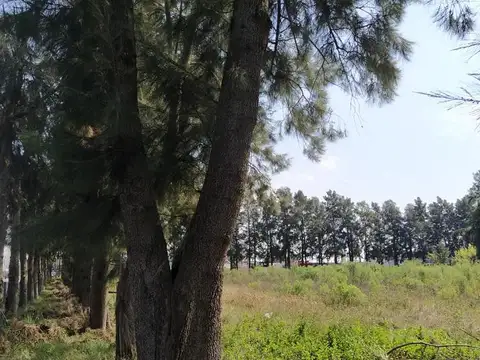 Pinar de Lagos - General Lagos