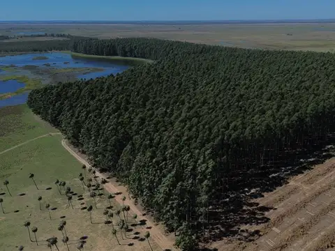 Campo en venta en Colonia Pando