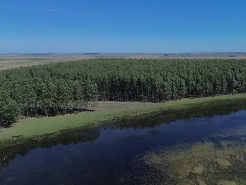 Campo en Venta Forestal