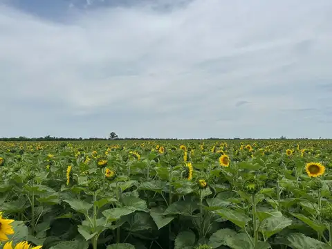 VENTA CAMPO AGRICOLA SOBRE RN 34