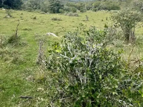 Campo - Venta - Uruguay, Maldonado