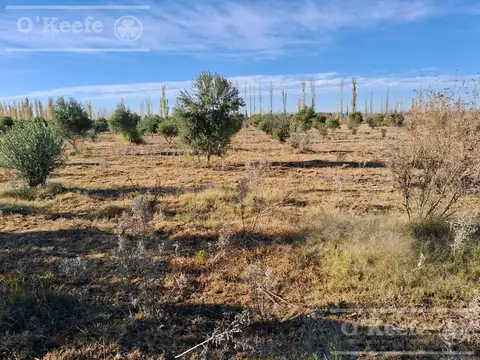 Oportunidad  VENTA  de 2 Fincas aledañas  para Horticultura , Fruticultura,Forrajeras  , Turismo 7,6+8,2   has   Cañada Seca ,San Rafael, Mendoza