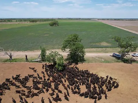 Campo en Venta de 4.000  ha