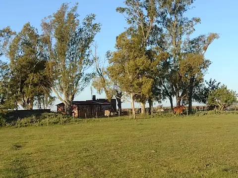 Campo en venta en Pila 1400 hectárea