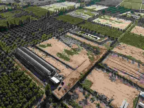 INVERNÁCULO Y OLIVOS EN PRODUCCIÓN EN  RUTA 60