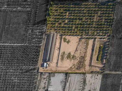 INVERNÁCULO Y OLIVOS EN PRODUCCIÓN EN  RUTA 60