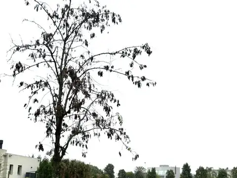 Terreno en venta en El Canton