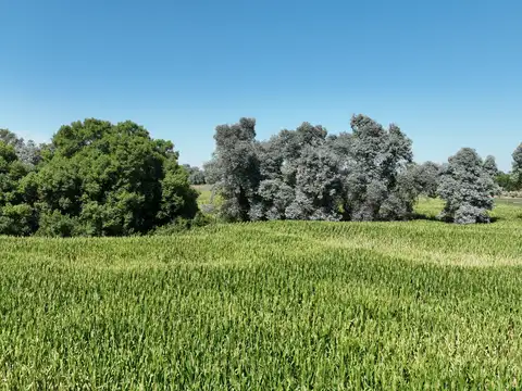 Campo en Venta Agricola