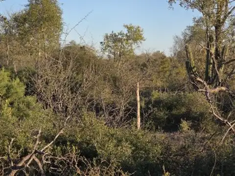 CAMPO EN VENTA  S/RUTA N. 34 - 947 HAS -SGO. DEL ESTERO