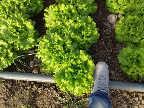 VENTA de Chacra 9 hectáreas, productiva comercial con invernaderos