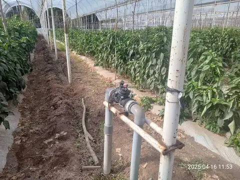 VENTA de Chacra 9 hectáreas, productiva /comercial con invernaderos